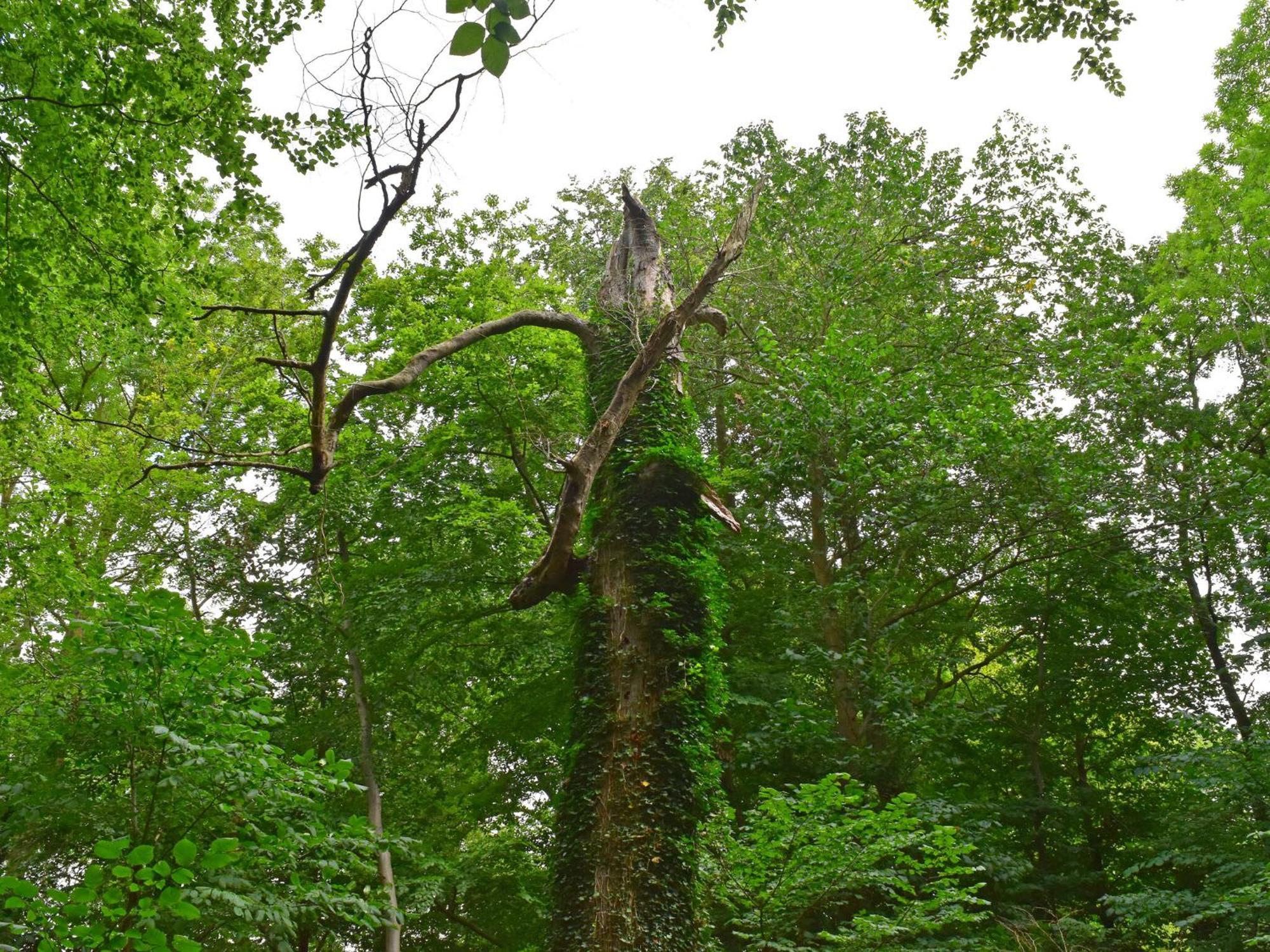 Ferienwohnung Im Gutshaus Alt Krassow Inmitten Der Natur Lalendorf Екстериор снимка